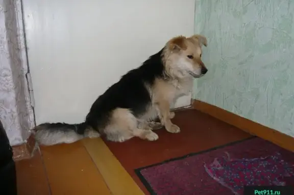 Найден умный пес в Нижнем Новгороде, ищет хозяев