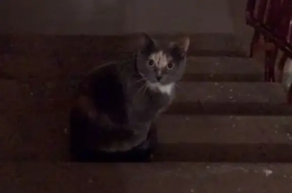 Найдена кошка на Тихорецком проспекте