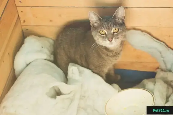 Найдена домашняя кошка на ул. Окинина