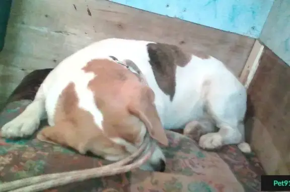 Найдена рыже-белая собака в ДК-1, Всеволожский район