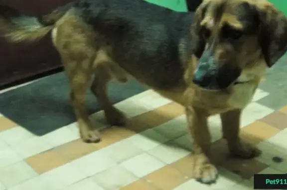 Найден молодой пес в Зеленограде