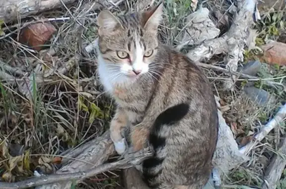 Найдена кошка на ул. Репина/Стахановской, Краснодар, 9-й км, домашняя.