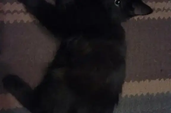 Найден черный кот на пр. Кораблестроителей 30