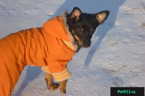 Пропала собака в районе Чичерина 2, Челябинск