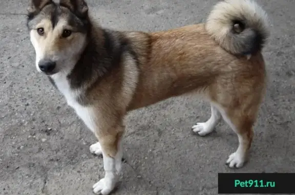 Пропала собака на ул. Солнечная, Краснодар