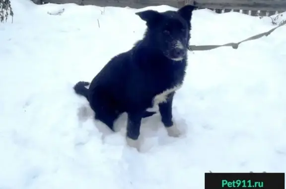 Найден щенок Черныш-Малыш на остановке Пехотинцев в Ревде
