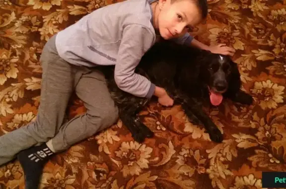 Найдена собака в Краснодаре, 40 лет Победы и 1 Мая