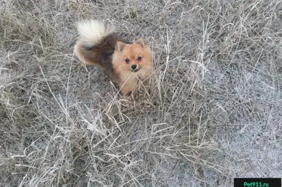 Пропала собака в поселке Щепкин