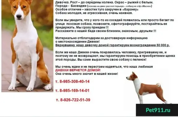 Пропала собака в ЖК Город Набережных, Химки, Московская область!