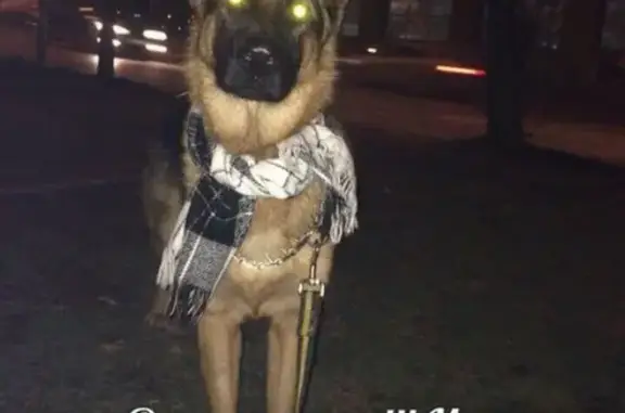 Пропала собака Юта в Ростове, вознаграждение гарантировано!