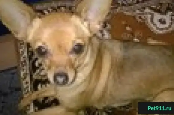 Собаки потеряшки, садовые участки Кировский, фото: Потеряшка собака в саду 