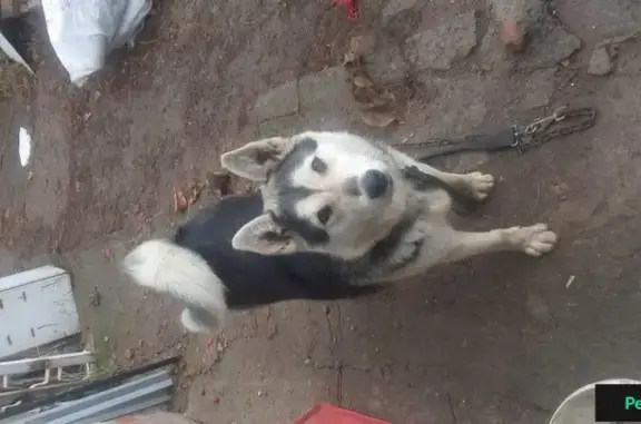 Найден пес с ошейником в Волгограде