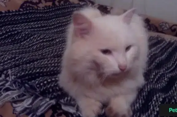 Котик найден в Казани, кремово-белого окраса