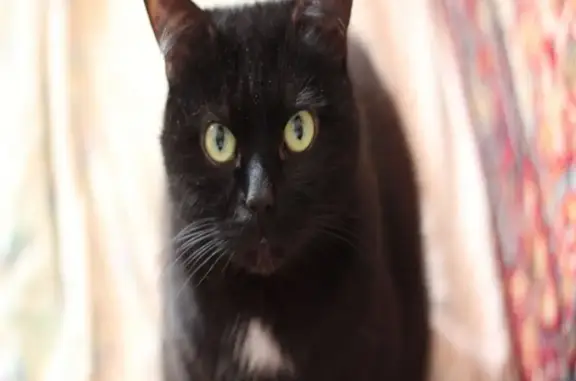 Пропал черный кот с белыми шерстками в Бибирево, вознаграждение гарантировано!