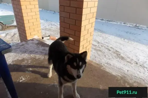 Пропала собака в Отрадном, Воронежская область