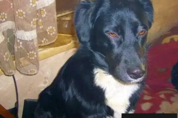 Пропала собака в Аюте - помесь, чёрная, зовут Стрелка