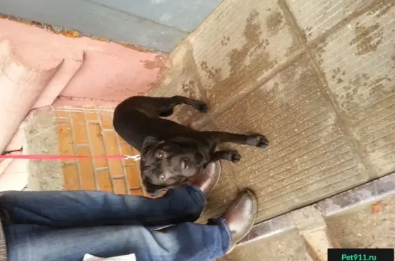 Найдена черная собака в Ногинске около автовокзала