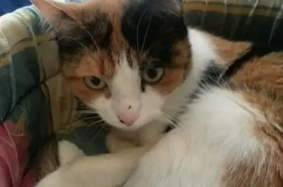 Найдена трехцветная кошка с разбитым носом на ул. Прокофьева