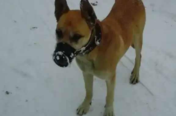 Собака найдена в Нижнем Новгороде.