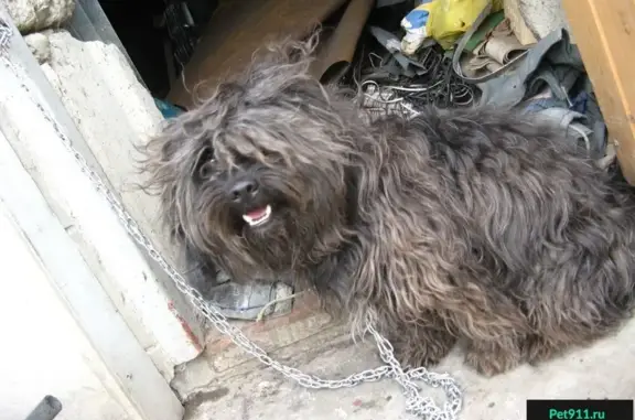 Пропала собака в Куликовке и Луховке, Республика Мордовия