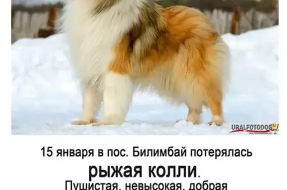 Пропала собака в пос. Билимбай, Свердловская область