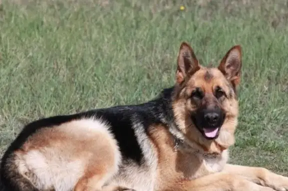 Пропала собака Лиза в Черногорске, Республика Хакасия