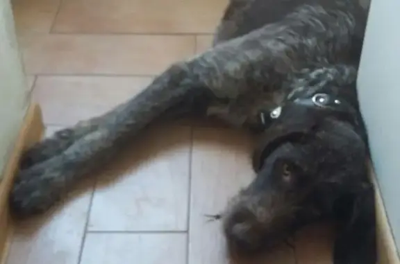 Пропала собака Леди в Северном районе Ростова-на-Дону