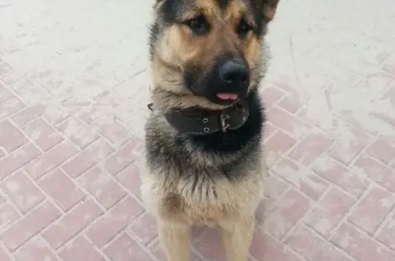 Пропала собака Марс в Телецентр-Супонево, Брянск