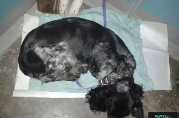 Найдена черно-белая собака в Нижнем Новгороде