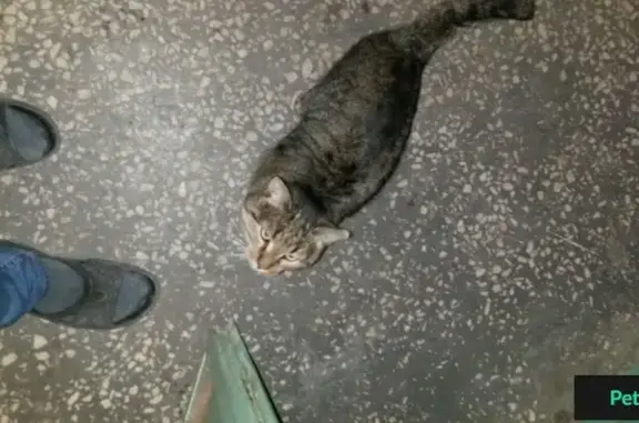 Найдена кошка на ул. Минская 20