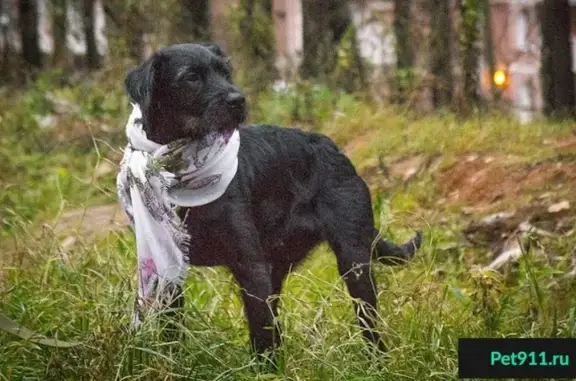 Найдена собака в Красногорске, Изумрудные холмы.