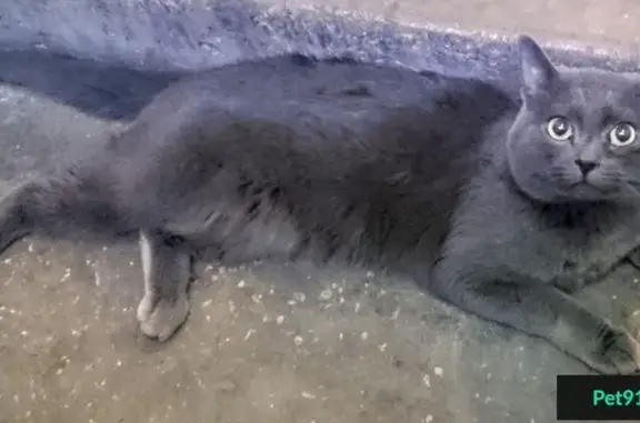 Найдена кошка на Новотушинском проезде