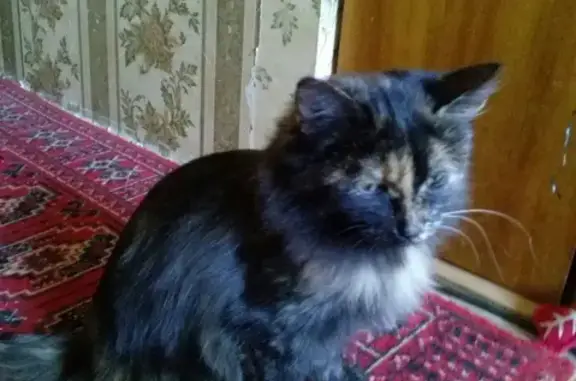 Пропала кошка в Сысерти: черно-рыжая, ласковая, пролечена. Адрес: Советская улица, 100.