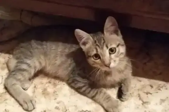 Найден пушистый котенок в Зеленограде: ищет дом.