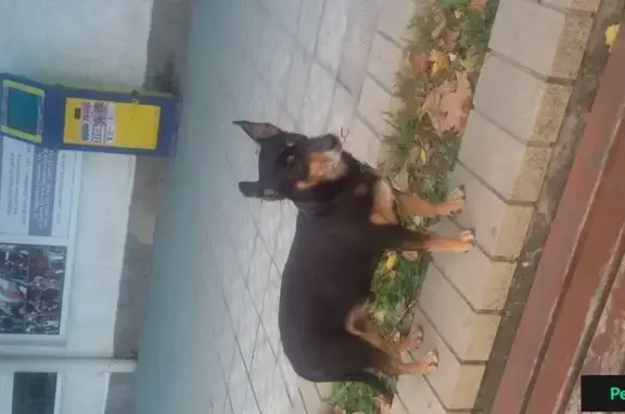 Собака ищет хозяина на остановке Технической библиотеки в Севастополе