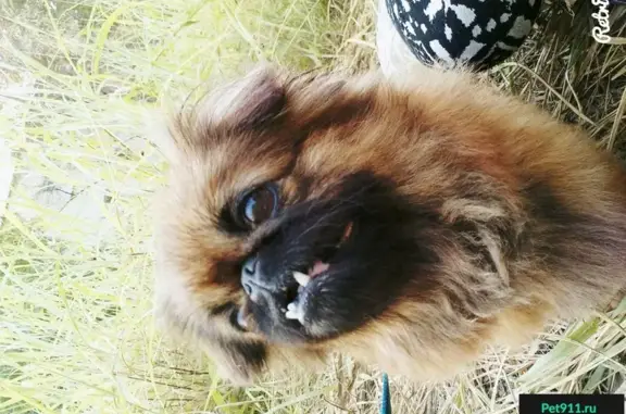 Пропала собака Пуся в Сочи на улице Политехнической