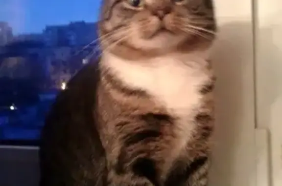 Кошки потеряшки, , фото: Потеряшка кот в районе магазина 