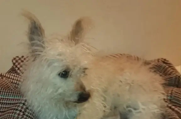 Собака найдена на улице Чичерина в Челябинске