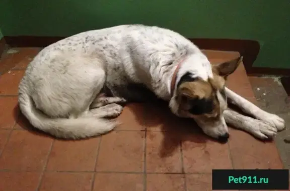 Найдена собака в Красногорском районе МО