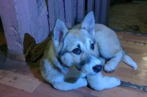 Найдена собака в Жуковском на Московской площади