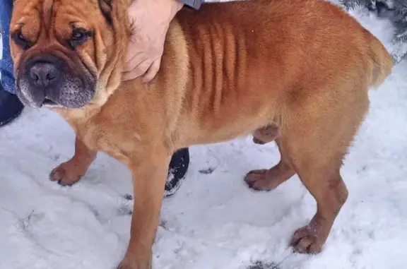 Пропала собака в деревне Кашино, Московская область