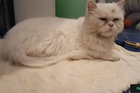 Найден белый котик в районе Димитрова, Воронеж