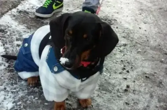 Пропала собака Кира на улице Кирова, Владивосток