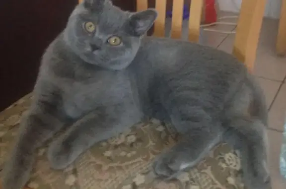 Кошки потеряшки, Молодежный, фото: Потеряшка кошка в ТСЖ 