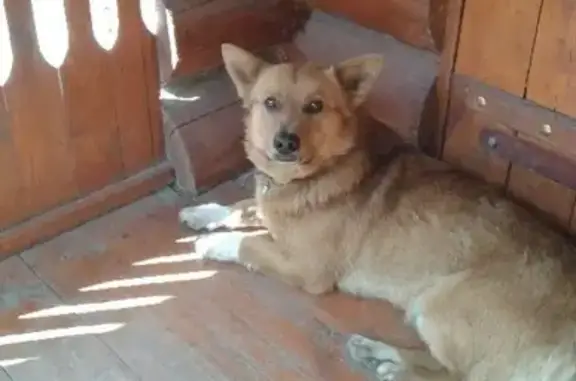 Пропала собака на ул. Союзная в Щекино