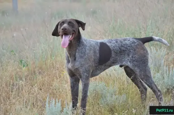 Пропала собака в Дагомыс, вознаграждение 50000 рублей
