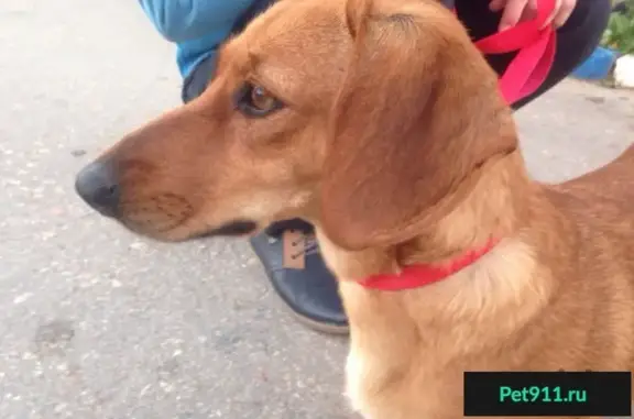 Найдена рыжая собака с ошейником в Севастополе, ул. Степаняна.