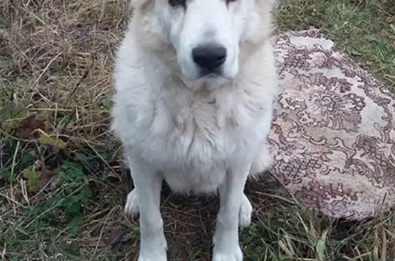 Найдена собака в СНТ Берегиня, Ступинский район