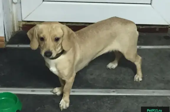 Найдена собачка в центре Калуги