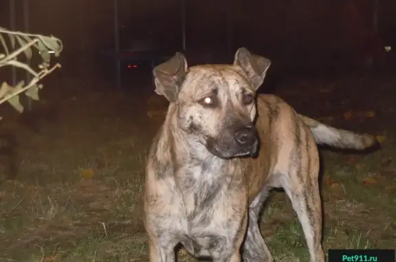 Найдена дружелюбная собака в Ростовской области 60Р-1